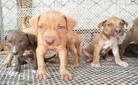 比特犬会咬主人么?兽性难改,小心为上