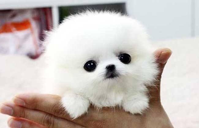 得狂犬病的几率,别存在侥幸心理