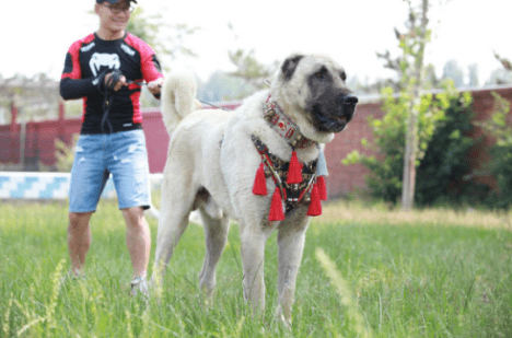 坎高犬和高加索谁大?按照标准体型来比比看