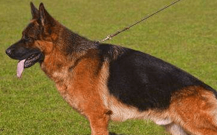 德牧犬怎么训练,必知大神训练方法