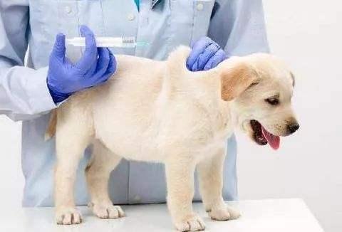 为什么土狗不用打疫苗?这是一个常识性的误解
