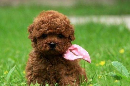 泰迪尾巴为什么要剪短，了解这些常识性问题