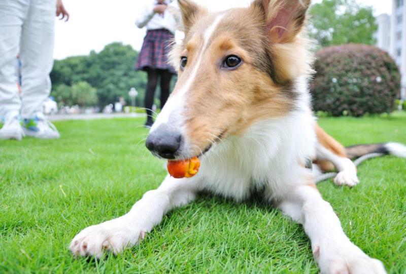 牧羊犬怎么训练?牧羊犬训练方法