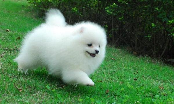 博美犬能长多大?超小型犬长不大
