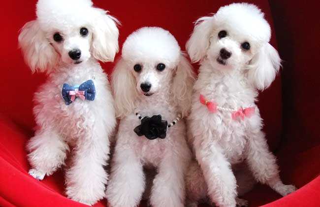 怎样训练贵宾犬,速来围观“别人家的犬”