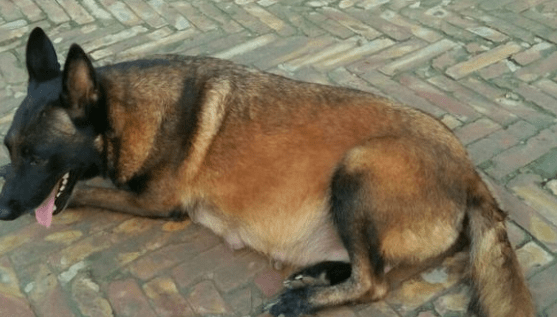 马犬下崽前的症状!气喘呼呼又是怎么一回事