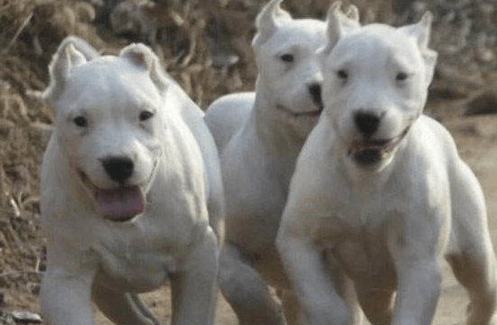 养杜高犬危险吗,看着凶不代表凶