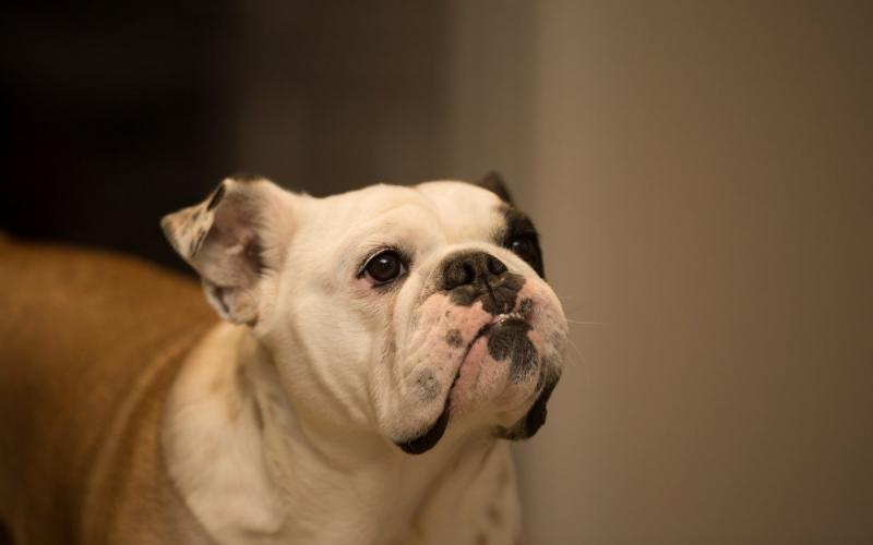 斗牛犬和史宾格哪个好?只能说各有所长