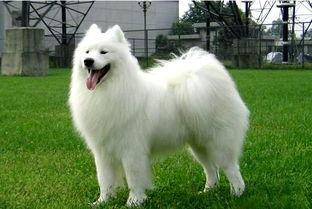 萨摩耶呜呜叫咋回事？不可轻视这些情况