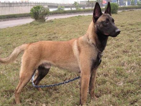 马里努阿犬智商排名  智商不代表一切