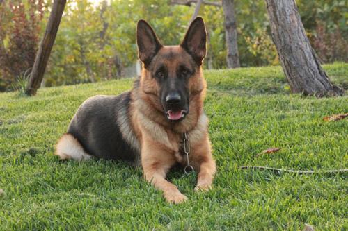 德国牧羊犬性格,训练后野性转温柔