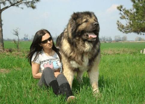 高加索犬认几个主人?和藏獒一个样