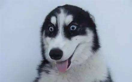 哈士奇搞笑图片，二哈称谓名不虚传