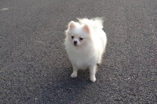 博美猴子期可以剪毛么,一般建议是不要剪