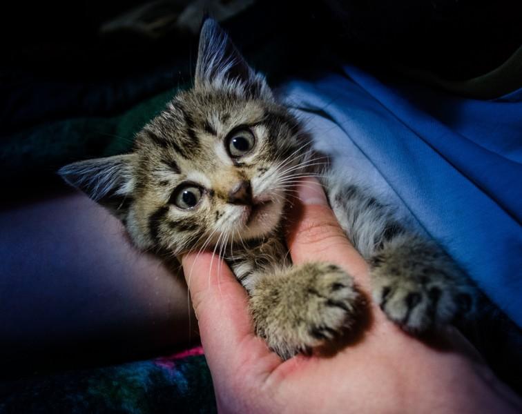 猫到新环境怎么安抚?根据情况可以这样来