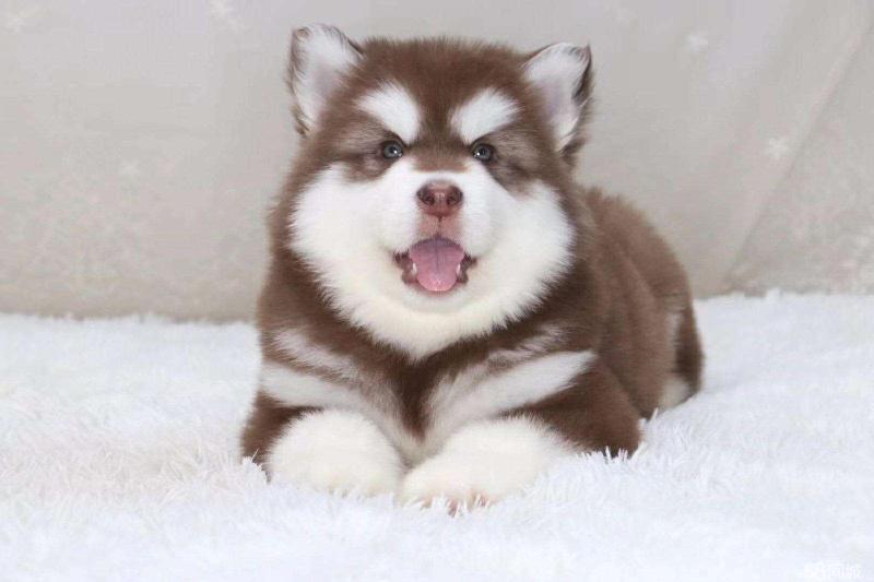 阿拉斯加纯种幼犬价格,不偏心客观的来对比下