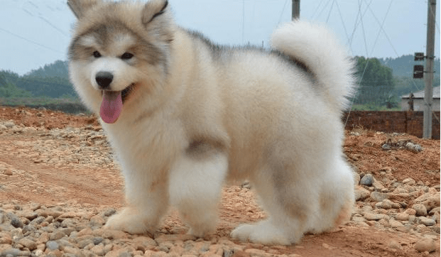 阿拉斯加幼犬喂多少狗粮,其实管饱就可以