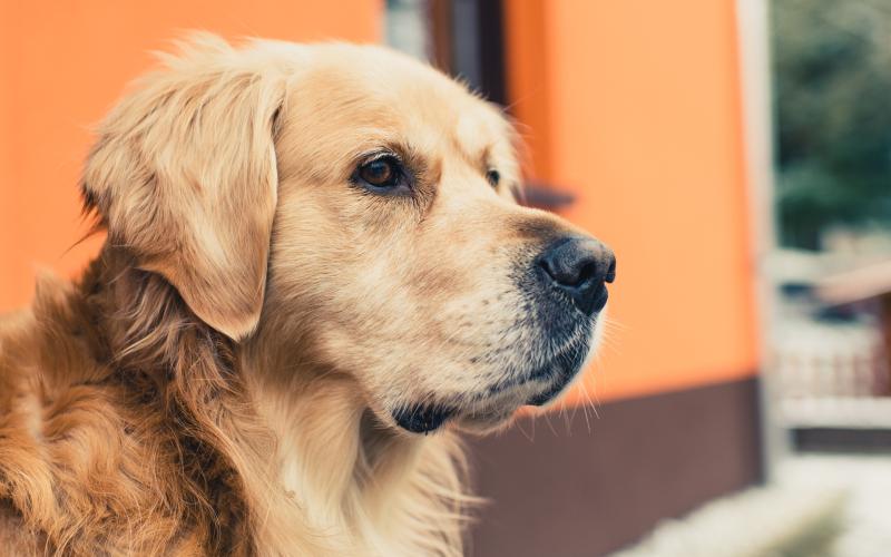 金毛犬一天吃多少狗粮?喂养有哪些禁忌