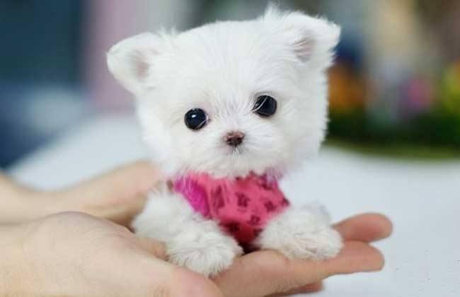 茶杯犬为什么这么小，市场有需求