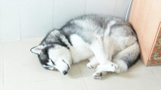 哈士奇是二哈吗,这个称号对得起它