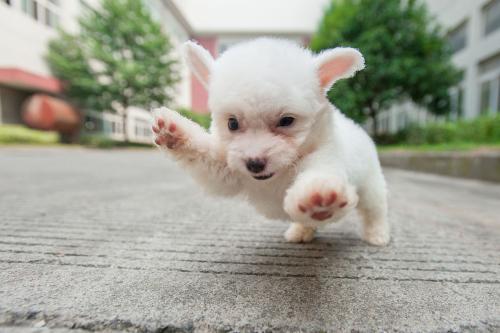 比熊犬喜欢什么玩具?这些玩具屡试不爽