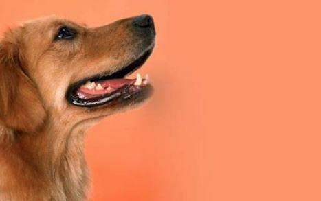 狗得狂犬病多久会死？这些情况你要先搞清楚