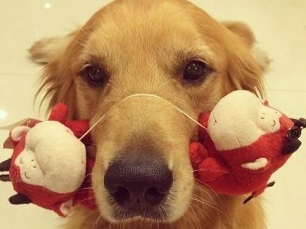 拉布拉多补钙过量的症状，最明显的就是这几种