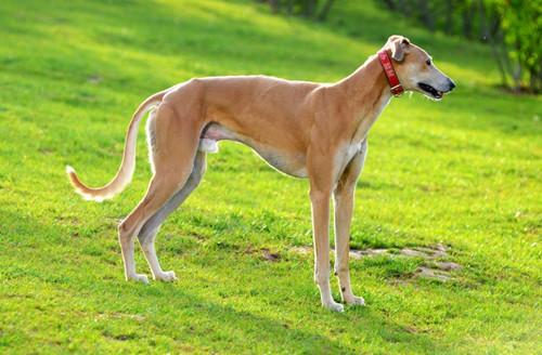 格力犬喂什么食物最好?这样喂好吃还不贵