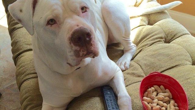 狗能吃花生吗?好吃别贪多