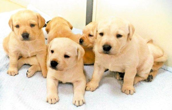 幼犬睡觉抽搐怎么回事?平时关注要到位