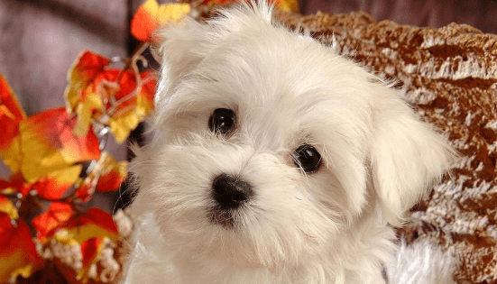 比熊犬拉肚子怎么办?一些处理小方法