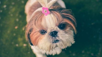 西施犬为什么没人养?极其像人可能是原因