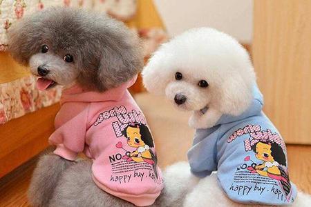 贵宾犬粘人怎么办?可以采取这些方法