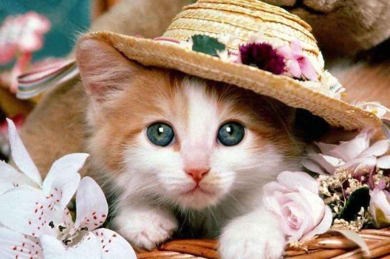 猫喜欢吃什么?并不是只有鱼