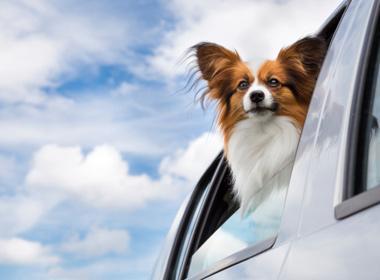 宠物狗怎么托运? 这些要点得知道