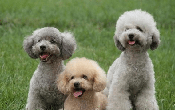 小贵宾犬吃哪种狗粮好?按照这些标准即可