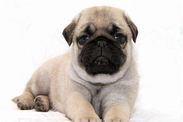 巴哥幼犬多少钱一只?价格都是大同小异的