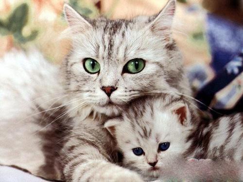 养公猫好还是母猫好?看个人喜好吧