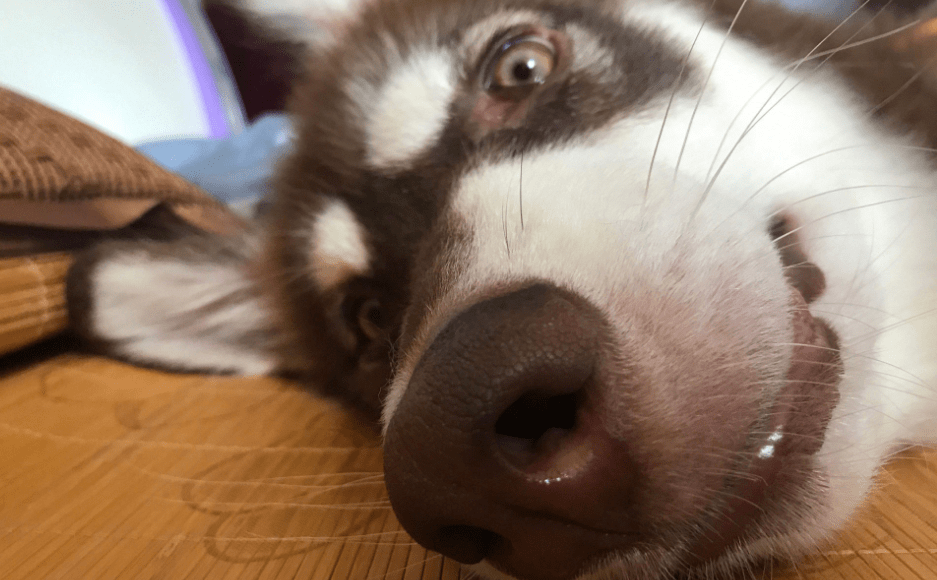 哈士奇幼犬出售价格，了解行情再行动