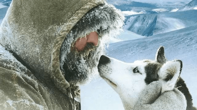 关于狗狗的感人电影?这些电影你看了吗