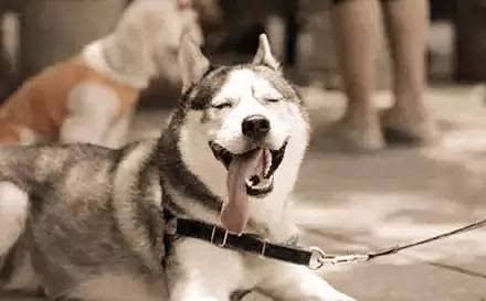 哈士奇性格 戏精的世界