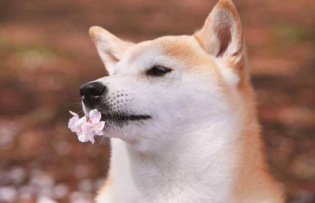 柴犬秋田犬区别,全面的对比下你就知道了