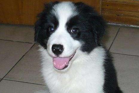 边境牧羊犬城市能养吗？看看它们的习性你就知道了