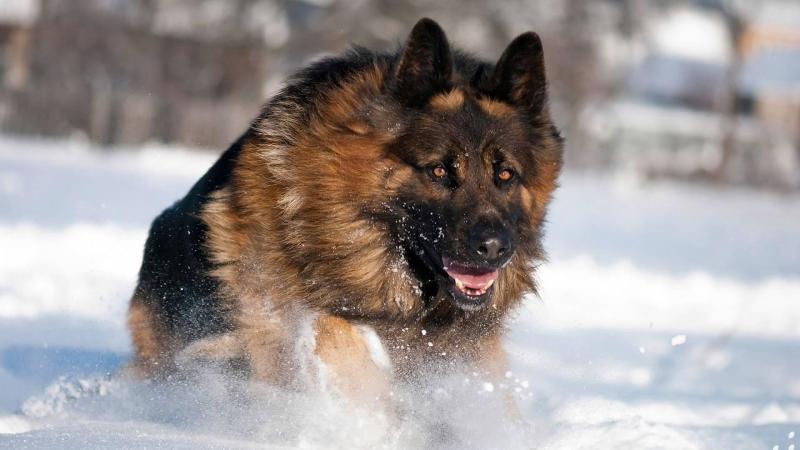 德国牧羊犬战斗力如何,还是跟训练有关