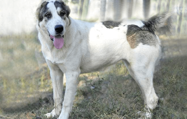 卡斯罗与中亚体型谁大,体型也不能代表一切