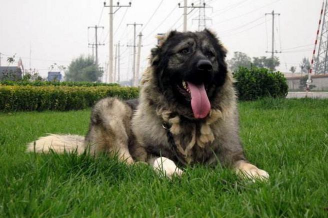 高加索犬训练方法,简单两步搞定它
