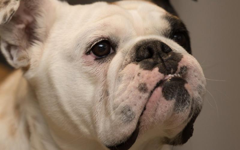 斗牛犬能斗牛吗?名如其狗,别以为这名号是乱起的