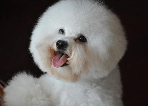 清理比熊泪痕的妙招，试试这些