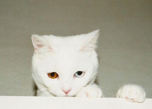 猫不吃猫粮怎么办,这些招式可以试试