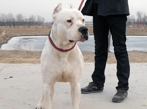 杜高犬和藏獒哪个厉害?藏獒的体型就胜了一半